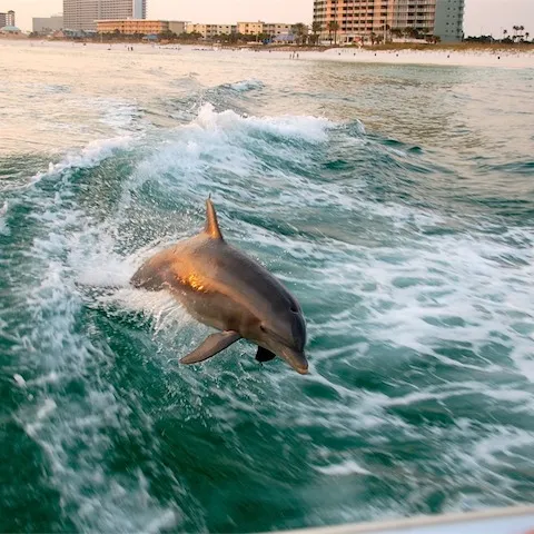 a dolphin riding a wave on top of a body of water