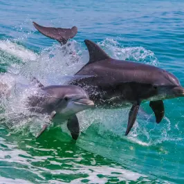 an animal swimming in the water