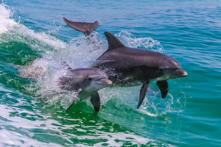 an animal swimming in the water