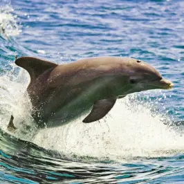 a person riding a wave on a surfboard in the water