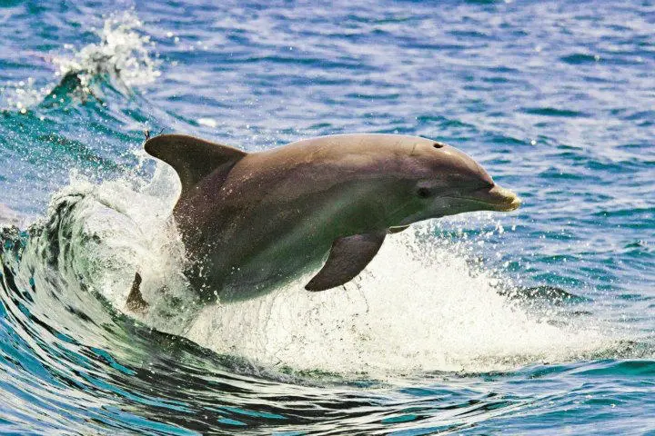 a person riding a wave on a surfboard in the water