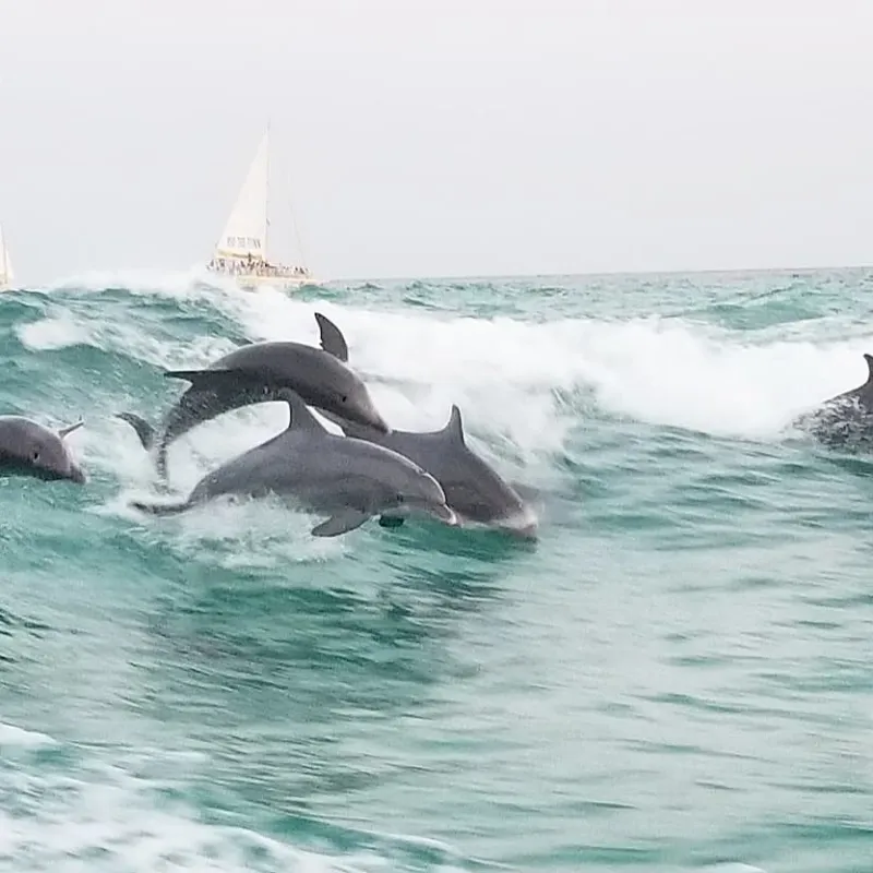 a bird swimming in water next to the ocean