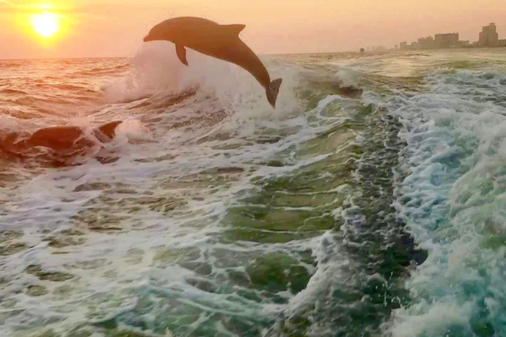 a sunset over a body of water with dolphins jumping out of the water
